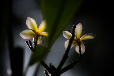 Close-up of frangipani blooming outdoors