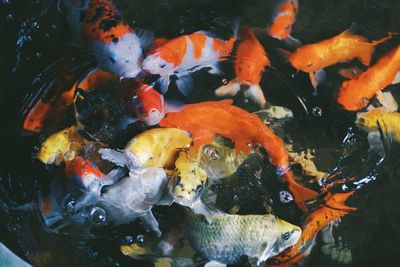 High angle view of koi carps swimming in pond