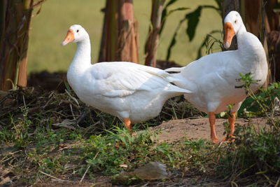 Close-up of swan