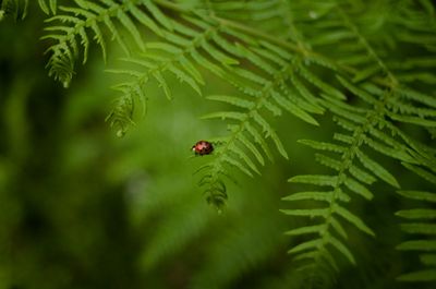 Close-up of ladybug on leaf