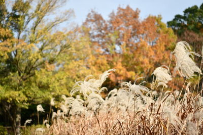 View of sheep on field