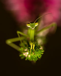 Close-up of green flower against black background