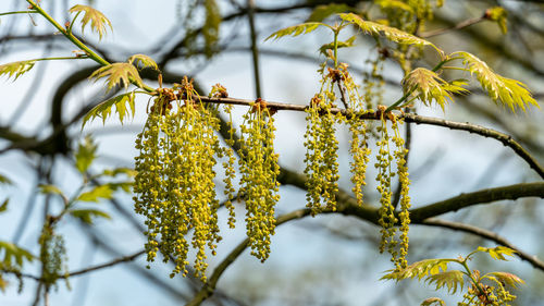 Low angle view of flowering plant on branch