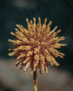 Close-up of wilted flower