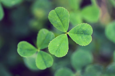 Close-up of green clover leaf