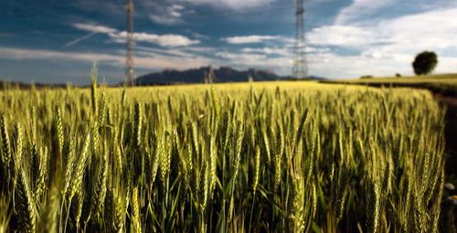 Scenic view of field against cloudy sky