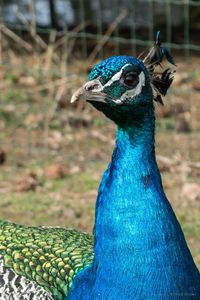 Close-up of peacock