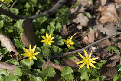 High angle view of flowering plants