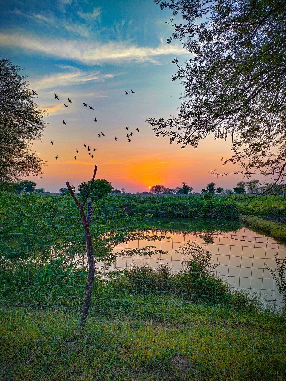 nature, sky, morning, plant, animal, wetland, beauty in nature, animal themes, reflection, marsh, landscape, water, animal wildlife, bird, natural environment, environment, scenics - nature, wildlife, cloud, no people, tree, tranquility, rural area, grass, plain, group of animals, tranquil scene, land, horizon, dawn, sunrise, prairie, meadow, field, sunlight, flying, outdoors, large group of animals, lake, agriculture, flock of birds, rural scene, grassland, travel destinations