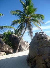 Palm tree by sea against clear sky