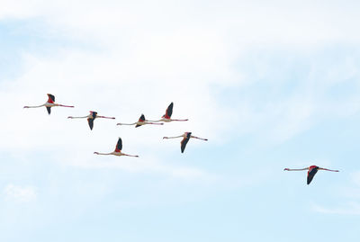 Low angle view of birds flying against clear sky