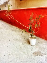 Potted plant