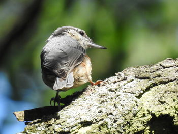 Close-up of bird perching on rock