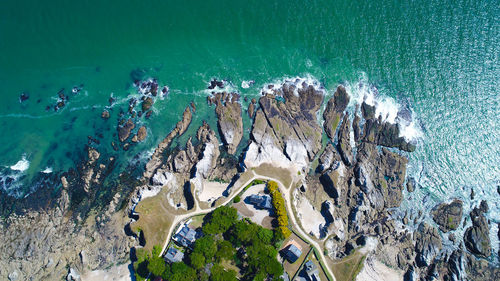 High angle view of trees at beach