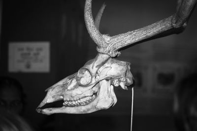 Close-up of animal skull