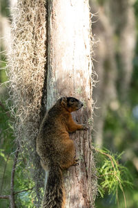 Close-up of squirrel on tree trunk