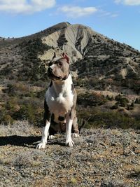 Dog stafford standing on field against mountain