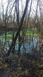 Scenic view of lake in forest