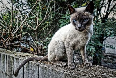 Portrait of cat