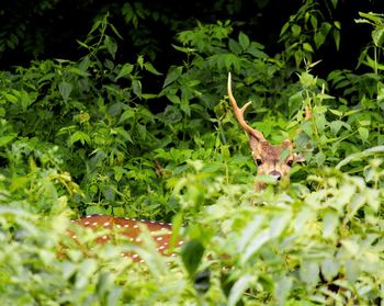 View of deer on field