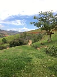 Scenic view of agricultural field against sky