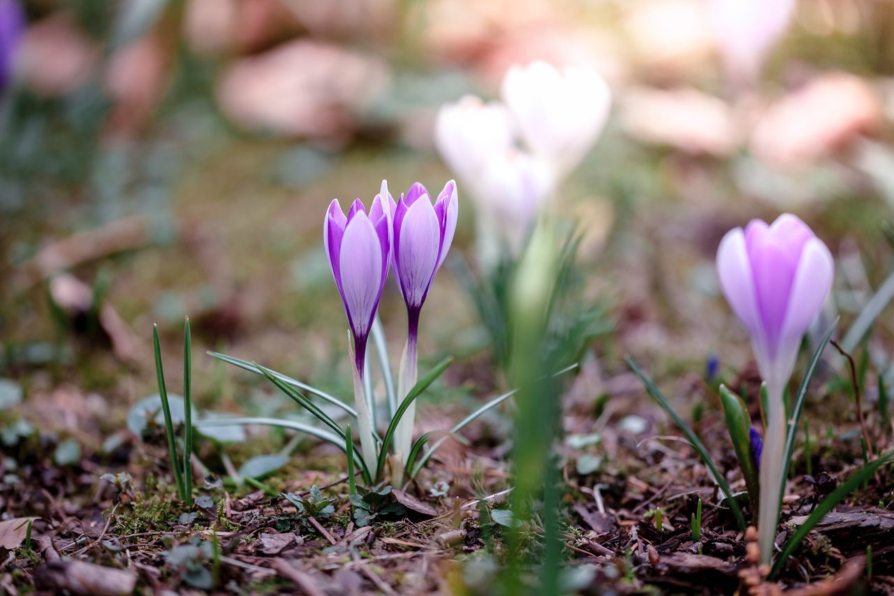 flower, flowering plant, plant, vulnerability, freshness, beauty in nature, growth, fragility, petal, close-up, crocus, purple, iris, nature, flower head, land, field, inflorescence, day, pink color, no people, outdoors