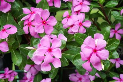 Close-up of pink flowers blooming in park