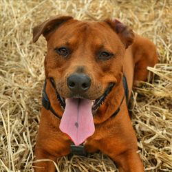 Portrait of a dog