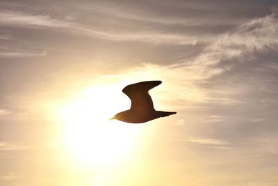 Low angle view of silhouette bird flying in sky