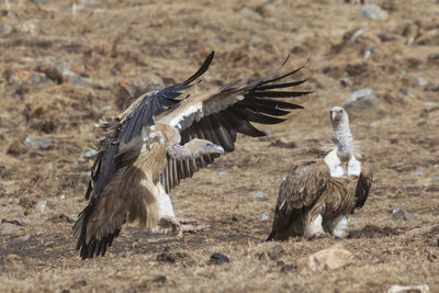 Griffon vultures on field
