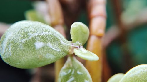 Close-up of green plant