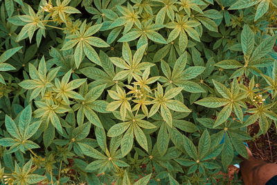 Full frame shot of plants