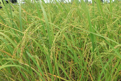 High angle view of crops growing on field