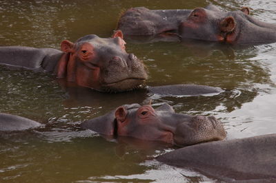 Hippo family living in masai mara, kenya