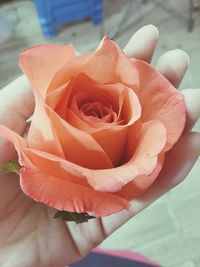 Close-up of rose blooming outdoors