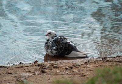 Bird perching on a lake