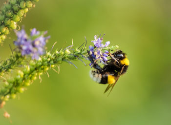 Close-up of bee on purple flower