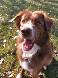 Portrait of dog sticking out tongue on field