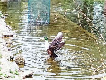 Bird flying over lake