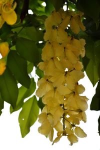 Low angle view of yellow flowers