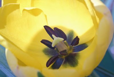 Close-up of yellow flowering plant