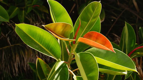 Close-up of plant