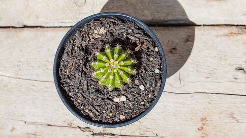 Directly above shot of potted plant against wall