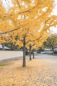 Trees on field during autumn