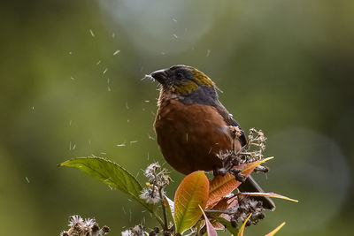 Close-up of bird perching on a plant