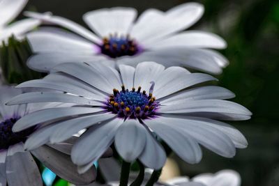 Close-up of white flowers blooming outdoors