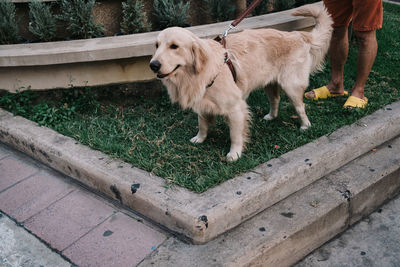 High angle view of dog standing on footpath