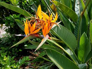 Close-up of orange flowering plant