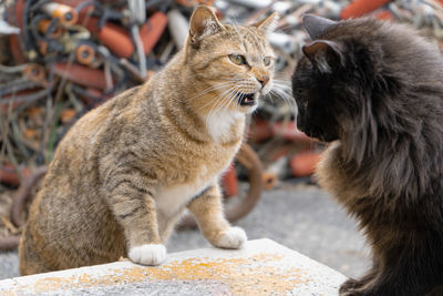 Close-up of cats looking each other