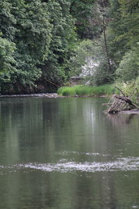 Scenic view of lake in forest
